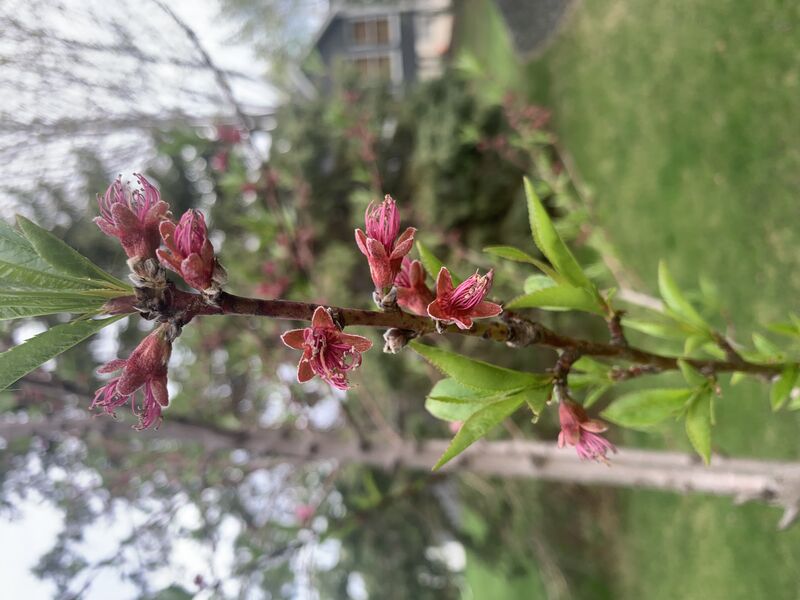 pink flowers on a peach tree
