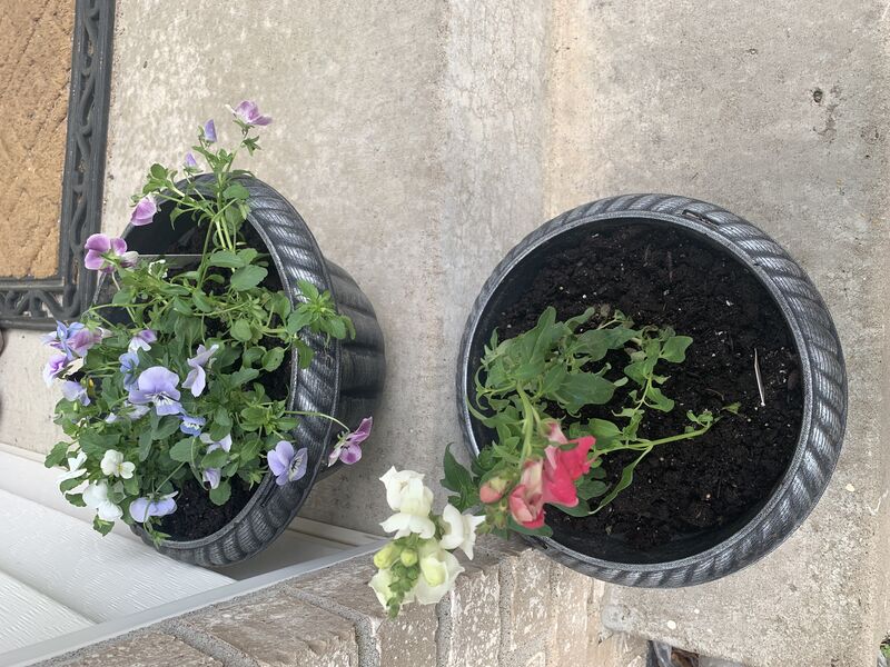 two planters. one has white and pink snapdragons and the other has light blue and purple violets.