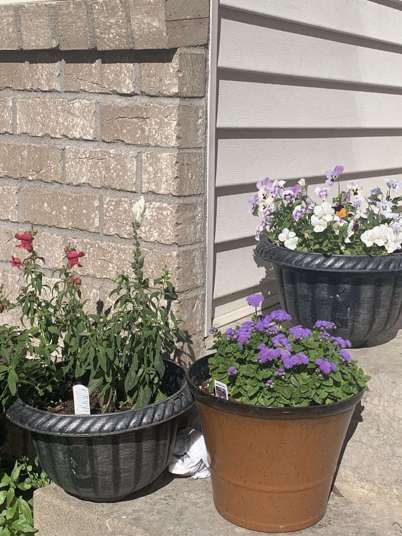 three planters of flowers. on the left are snapdragons, in the middle are ageratums, and on the right are violets