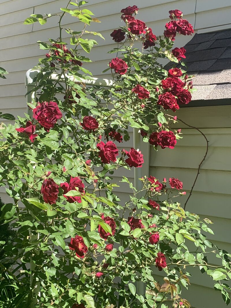 a large bush of red roses in bloom.