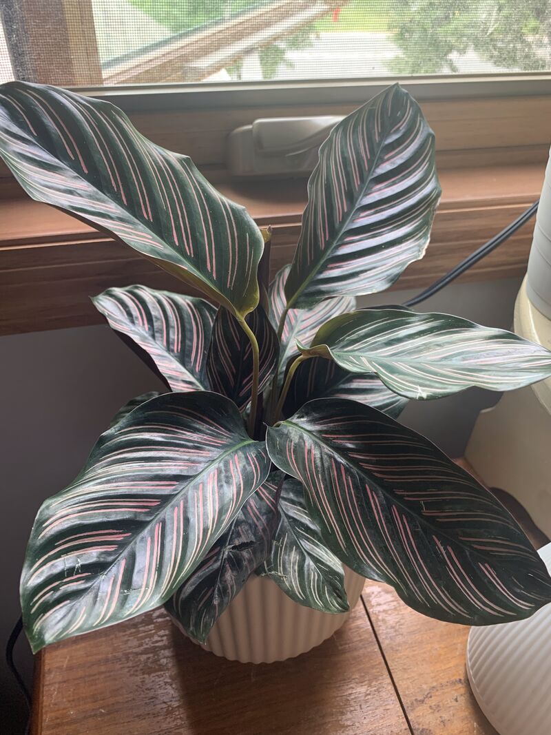 a pinstripe calathea.